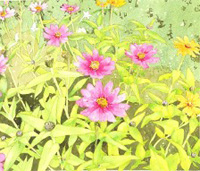 Watercolor - Wildflowers