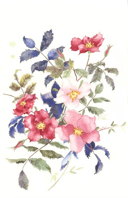 Watercolor - Wild Roses