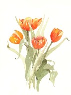 Watercolor - Tulips
