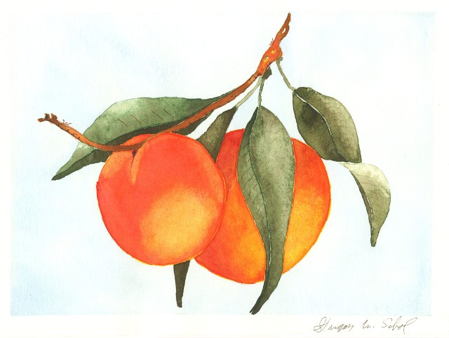 Watercolor - Peaches