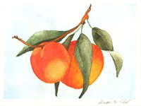Watercolor - Peaches