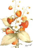 Watercolor - Strawberries